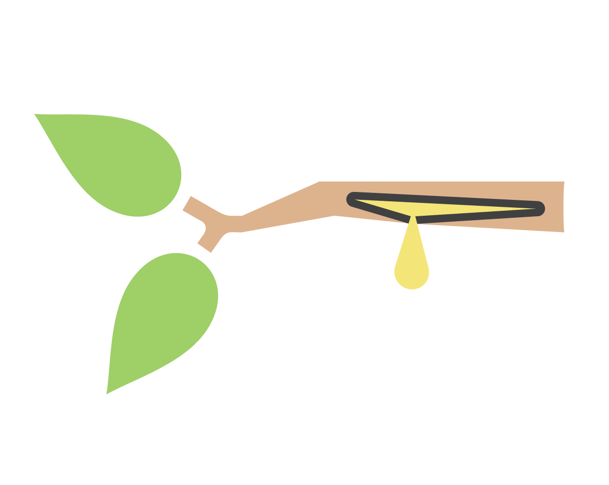 An open branch dripping resin