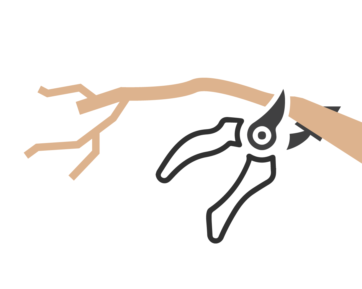 Scissors cutting a branch