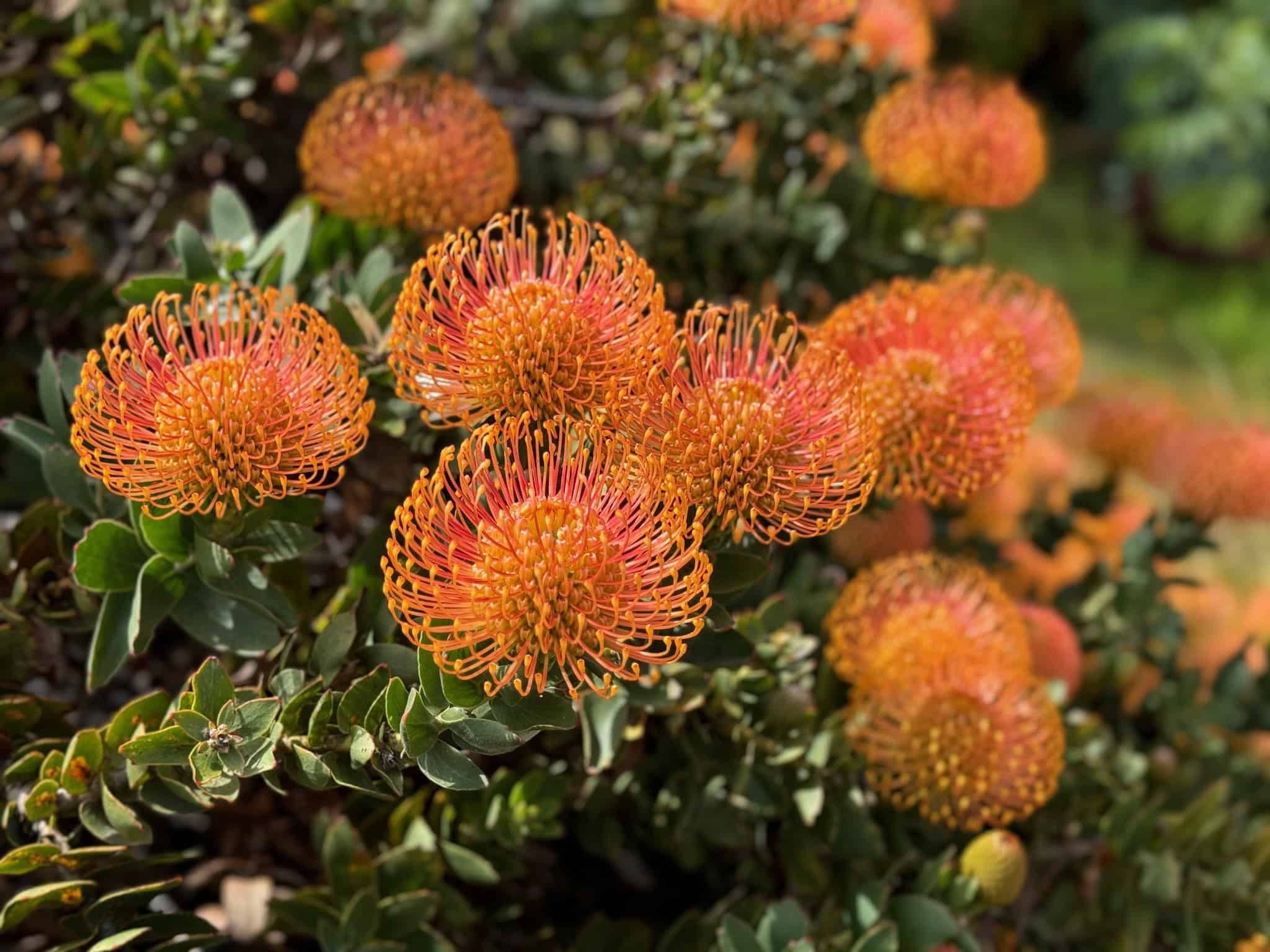 Image of Plant species Leucospurnum cordifolium